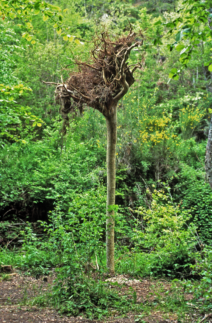 Fourth Upside Down Tree