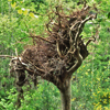 Fourth Upside Down Tree