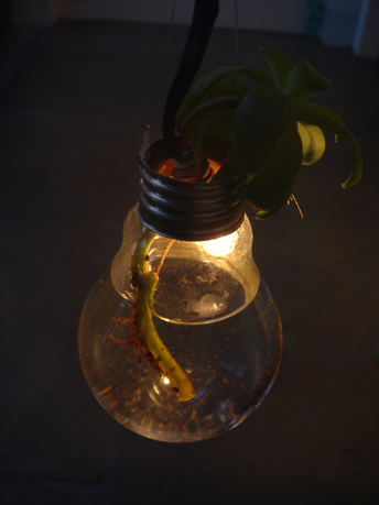 Bulb